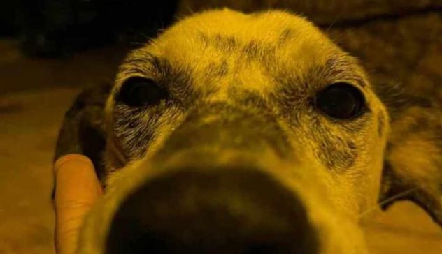 Bono. Cane cieco e sordo brutalmente picchiato fino alla morte