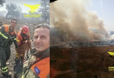 Vasto incendio a Sagama: salvato dalle fiamme piccolo vitello