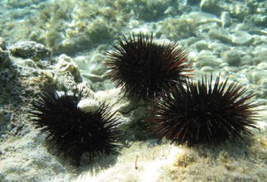 Bosa: multa salata per aver pescato illegalmente ricci di mare