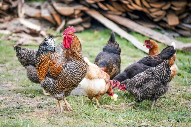 Aviaria, in Usa primo caso umano senza contatto con animali