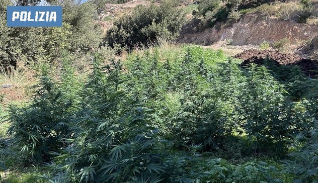 Tre quintali di marijuana sequestrati a Orgosolo e Gavoi: arresti e denunce