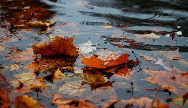 Meteo. Arriva l'autunno: pioggia e temperature giù di 15°