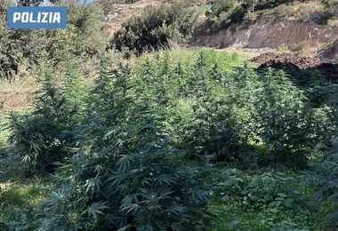 Tre quintali di marijuana sequestrati a Orgosolo e Gavoi: arresti e denunce