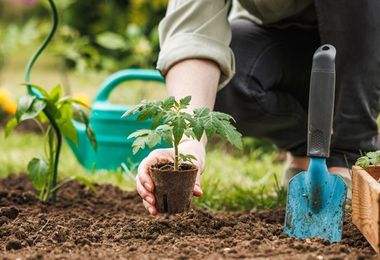 Agricoltura: menzione speciale alla Sardegna per l'agrobiodiversità