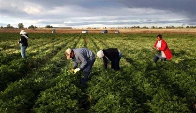 Agricoltura: nei primi sette mesi '24 denunciati 25 mila infortuni