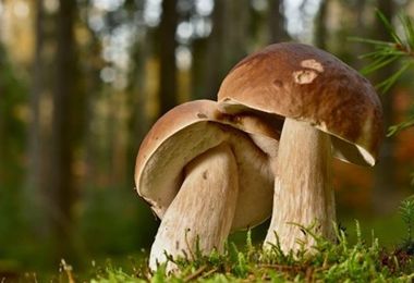 Raccolta funghi, dal primo ottobre attivo il servizio micologico