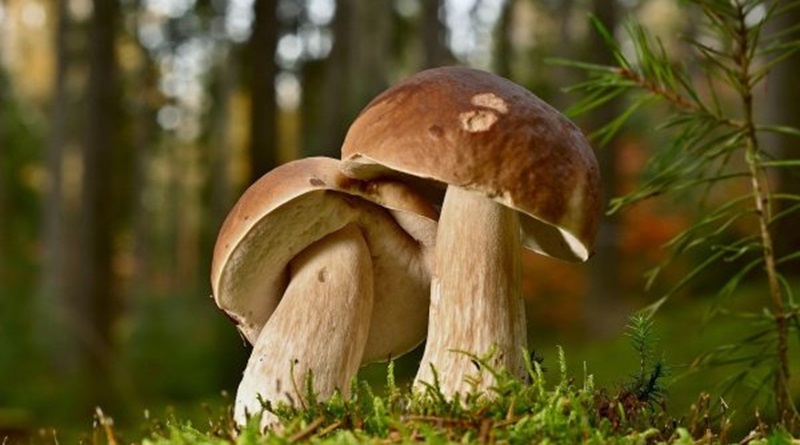 Raccolta funghi, dal primo ottobre attivo il servizio micologico