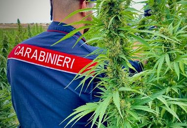 A Olzai 1500 piante di marijuana: in manette 39enne