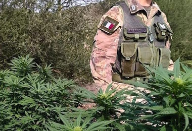 Scoperta piantagione di marijuana a Escalaplano: nei guai un 37enne