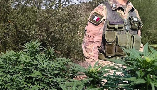 Scoperta piantagione di marijuana a Escalaplano: nei guai un 37enne