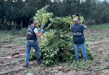 Benetutti, scoperte 2000 piante di marijuana in un'azienda agricola: un arresto