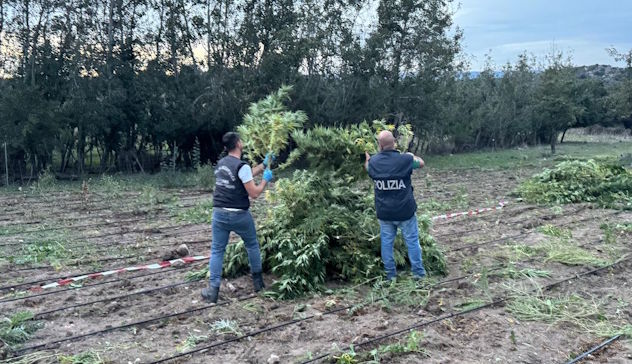 Benetutti, scoperte 2000 piante di marijuana in un'azienda agricola: un arresto