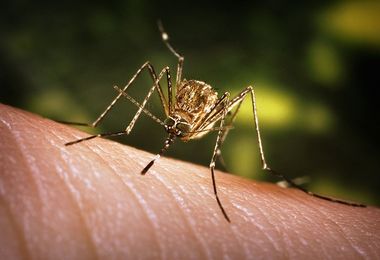 Caso sospetto di West Nile a Siniscola: si attende la conferma