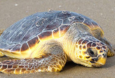 Tartaruga morta con cappio al collo rinvenuta sulla spiaggia, “Uccisa per gioco”