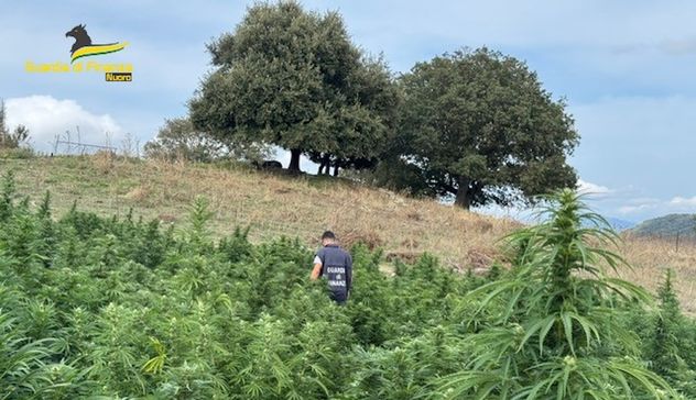 Maxi sequestro di canapa tra Mamoiada, Fonni e Sarule