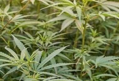 Benetutti, scoperte 2000 piante di marijuana in un'azienda agricola: un arresto