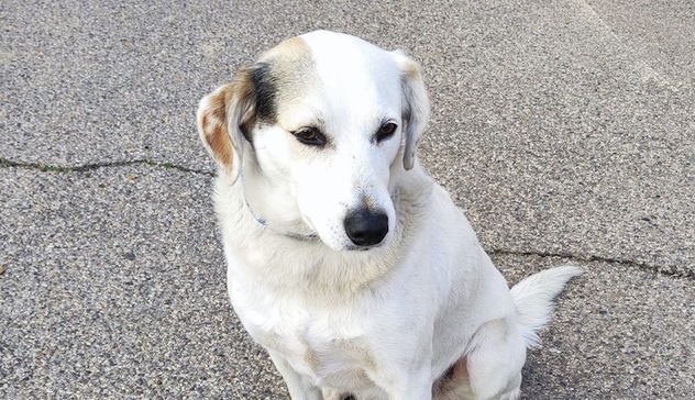 Iglesias, ancora nessuna traccia di Macchia: in campo droni per cercare il cane amico dei pellegrini