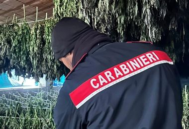 Lotta allo spaccio: maxi sequestro di marijuana a Bortigali 