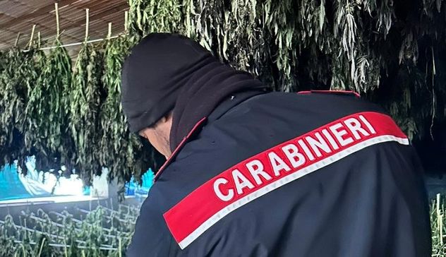 Lotta allo spaccio: maxi sequestro di marijuana a Bortigali 