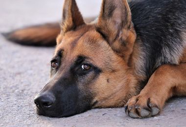 Villasimius. Teneva i cani tra i rifiuti e senza acqua, denunciato