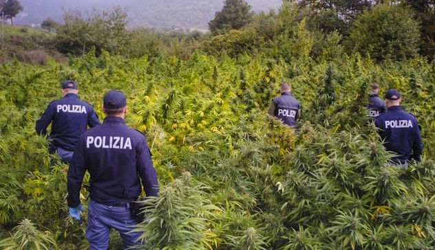 Maxi piantagione di marijuana sotto sequestro a Ollolai