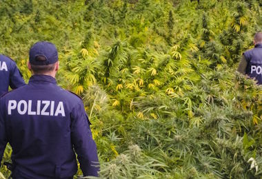 Maxi piantagione di marijuana sotto sequestro a Ollolai