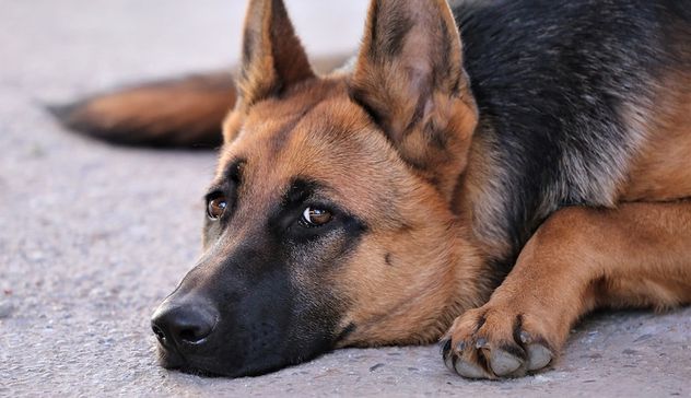 Villasimius. Teneva i cani tra i rifiuti e senza acqua, denunciato