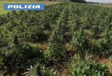 Sanluri. Piantagione con 8mila piante di marijuana: un arresto