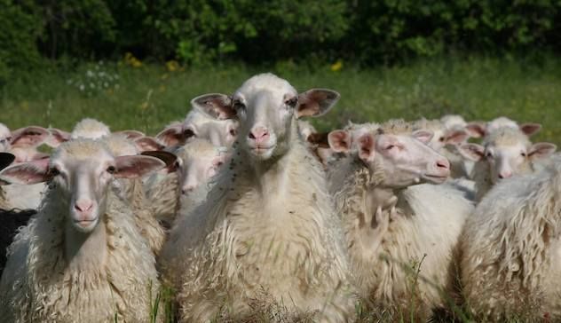 Gregge di pecore cade nel Riu Mannu per scampare all'assalto di cani 