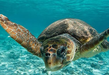 Olbia. Nessuna schiusa a Capo Comino: le uova di Caretta Caretta sotto osservazione