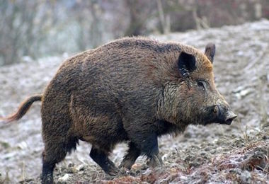 Assalito da un cinghiale in fuga, muore cacciatore nel Cuneese